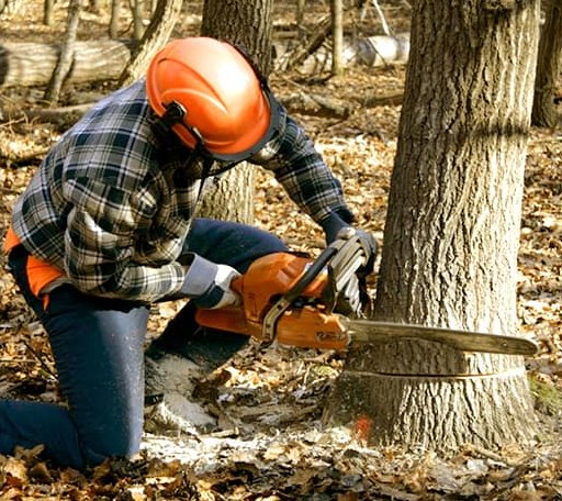 Tree Removal in Dunn Center, ND